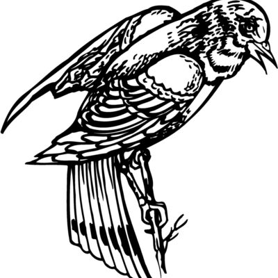BIRD051 Thumbnail