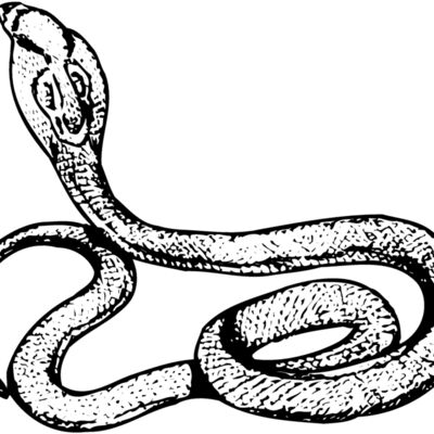 SNAKE014 Thumbnail